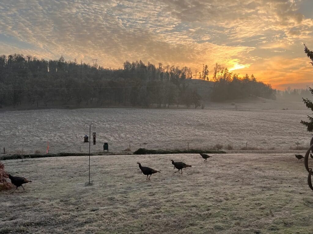Turkeys on a frosty field at sunrise.